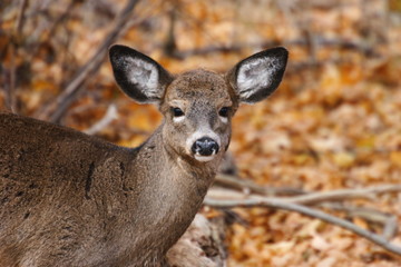 young white-tail