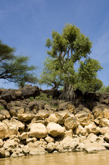 rive du lac baringo