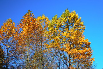 shades of fall colors 2