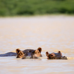 Fototapeta premium hippopotame