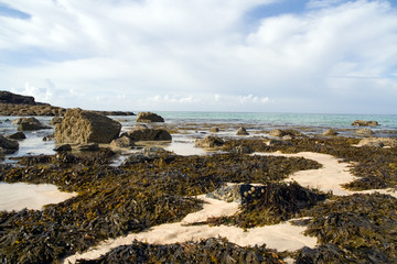 shoreline with seaweed © overthehill