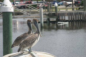 brown pelicans