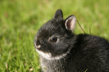 netherland dward rabbit ii