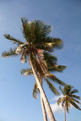 Fototapeta na wymiar lazy palm trees in tropical climate