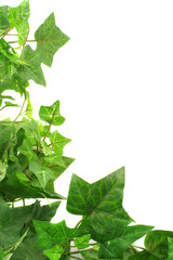 ivy border © GVictoria