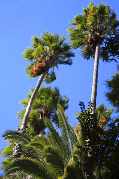 palm trees bkue skies