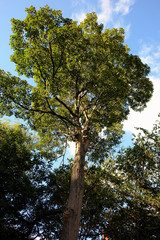 tree