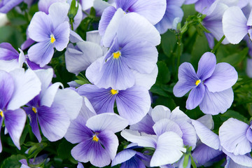 viooltje bloemen