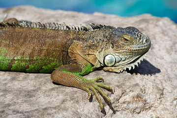 iguana