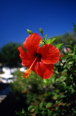 Fototapeta na wymiar mikonos - fiore rosso