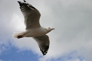 seagull in flight