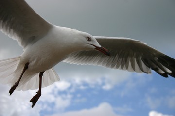 hovering seagull