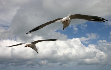 seagulls flying together