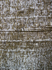 beech tree bark isolated detail. macro