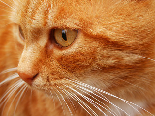 orange cat profile close-up 2