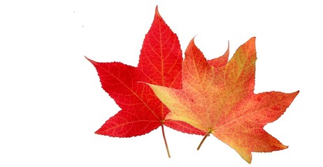 feuilles automne-3