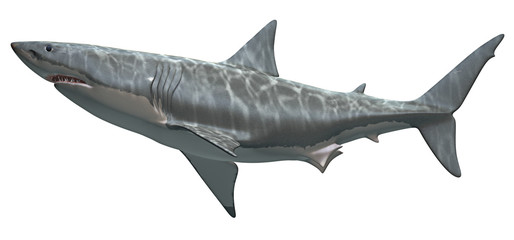 Naklejka premium great white shark
