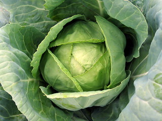 Fototapeta premium fresh cabbage