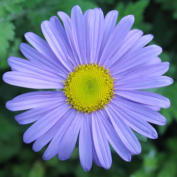 blue gerber flower