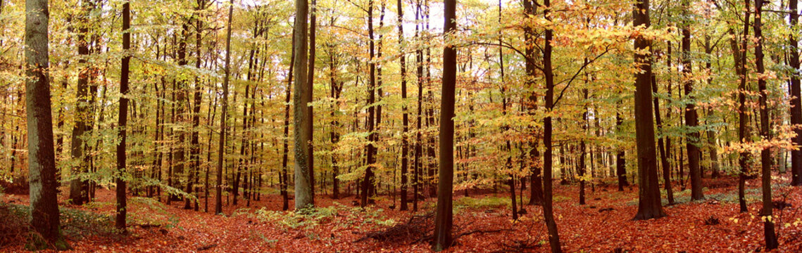 herbstwaldpanorama