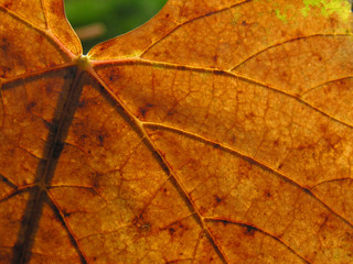 feuille d'automne