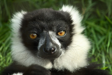 black white ruffed lemur