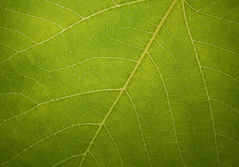 green leaf texture