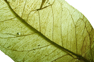 Fototapeta na wymiar SOF-zielonych liści tekstury
