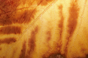 grunge leaf texture