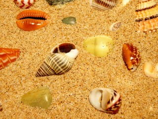 scattering shells on white sand
