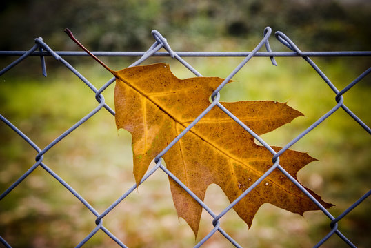 rot-eichenblatt im maschendrahtzaun