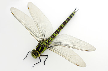 green dragonfly on white