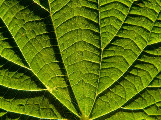 leaf of the nettle