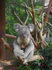 Foto op geborsteld aluminium Koala koala
