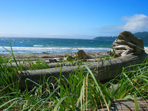 driftwood beach