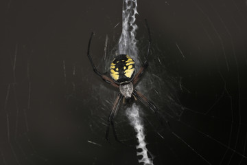 spider
