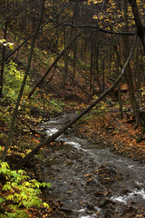 bridge and stream in autumn