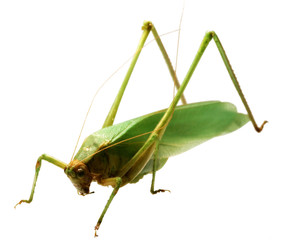 grasshopper