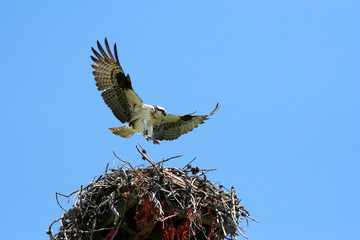 osprey 8