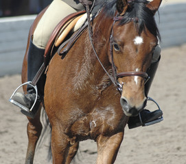 pony12