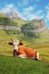 Fototapeta na wymiar cow in high mountains