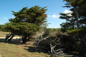 arbres couch&eacute;s