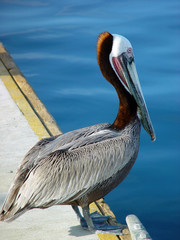 pelican
