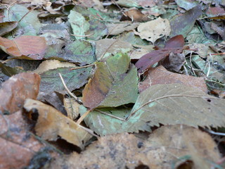 autumn leafs