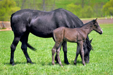 horse baby