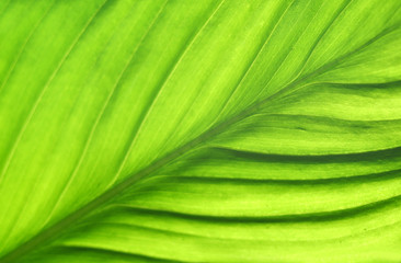 green sheet saturated background