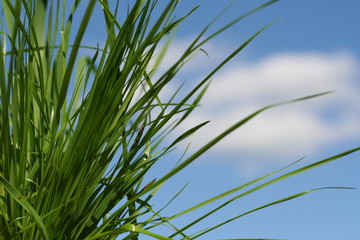 Fototapeta premium faire de l'herbe