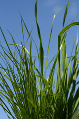 close up of grassses on blue sky