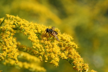 une abeille au travail