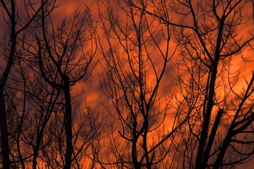 abstract orange sunset and trees background